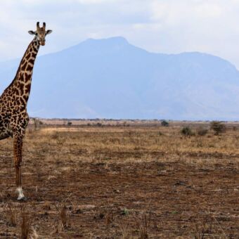 giraf je aankijkend in Mkomazi Tanzania