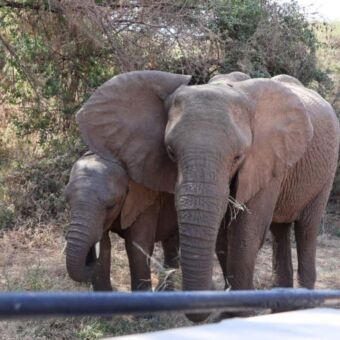 groep etende olifanten heel dicht bij de safariauto
