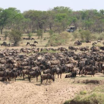 grote kudde gnoes in de buurt van de Mara Mara rivier