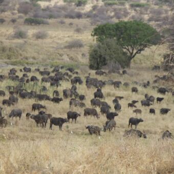 kudde buffalo's in Mkomazi national park Tanzania