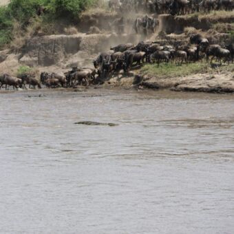 kudde gnoes die de Mara rivier oversteken tijdens de grote migratie