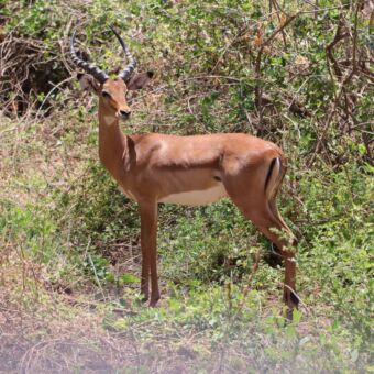 mannetjes gazelle voor de struiken