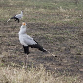 mannetjje en vrouwtje secretary bird