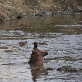 Mara-rivier-die-vol-ligt-met-nijlpaarden