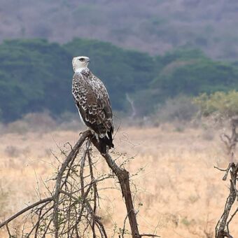 roofvogels die achterom kijkt zittend op een tak