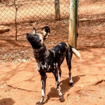 wilde hond in beschermt gebied Mkomazi