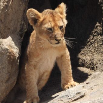 welpje die te voorschijn komt tussen de rotsblokken