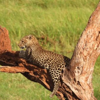 Luipaard liggend op een boomtak uitkijkend over de vlaktes