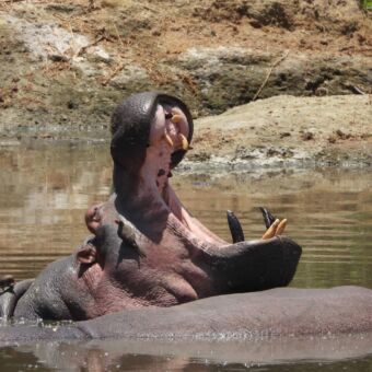 Nijlpaard met opengeperde bek