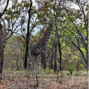 baby giraf die drinkt bij zijn moeder