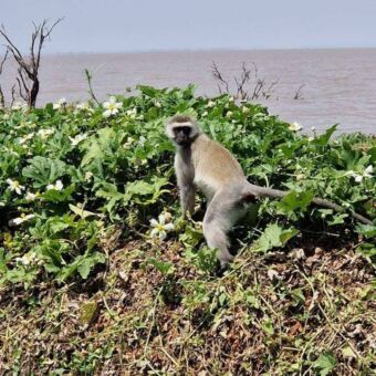 black velvet aapje in Gombe National Park