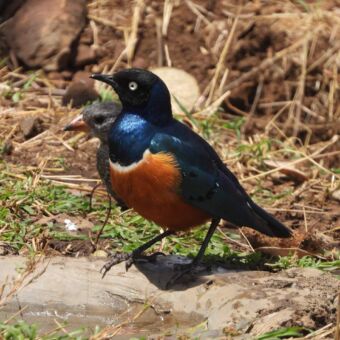 blauw oranje gekleurde vogel