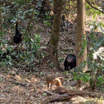 chimpansees hangend aan een tak in Gombe national park