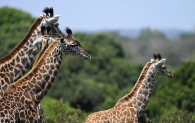 Het is magisch! Het geld volledig waard Het is magisch! Het geld volledig waard