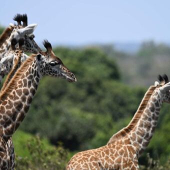 drie giraffen die geconcentreerd naar voren kijken