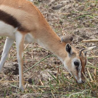 gazelle die aan het grazen is