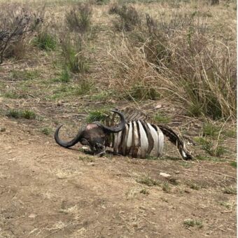 geraamte van een buffalo aan de kant van de weg