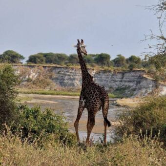 giraf op de oevers van de rivier in Tarangire National Park