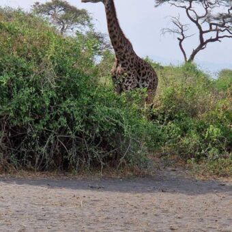 giraf staand tussen de groene bosjes