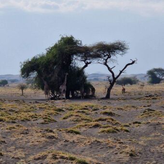 giraffes in de schaduw van een boom