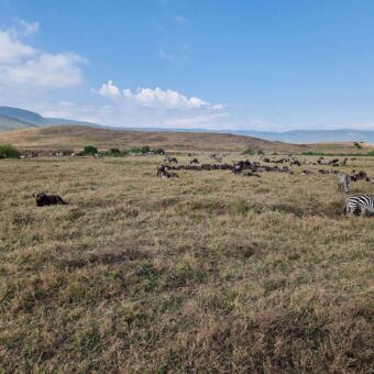 grazende gnoes en zebra's op de Serengeti