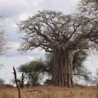 grote baobab in Tarangire National Park Tanzania