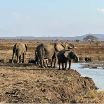 grote groep drinkende olifanten Mikumi