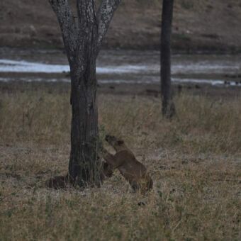 leeuwin die probeert een boom in te klimmen