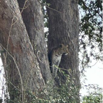 luipaard tussen twee takken in een boom