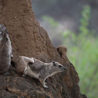 mangoes op een termietenhoop