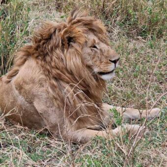 mannetjes leeuw liggend in het gras