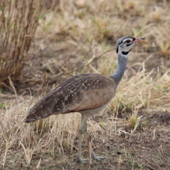White-bellied Bustard Witbuiktrap. Gespot bruin-grijs verenkleed op de rug en vleugels. Lopend over de vlaktes van de Serengeti