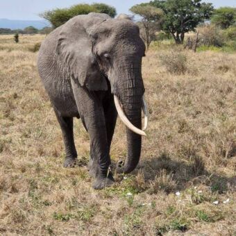 olifant met grote slagtanden in het goudgele gras