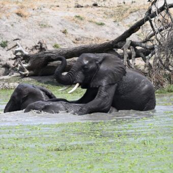Plonzende en badende olifanten tijdens een rondreis door Tanzania