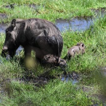 pumba met jhjele kleintjes in het ondergelopen gras