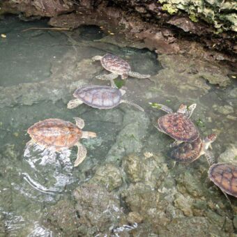 schilpadjes in een plas met water