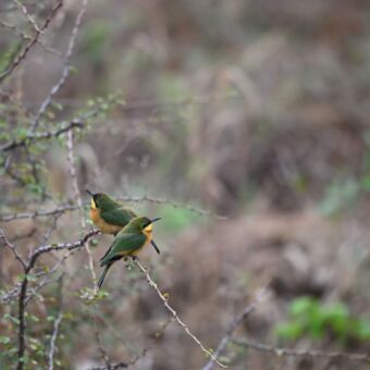 twee bee eaters zittend op een tak