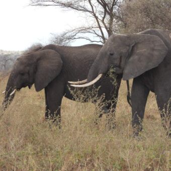 twee etende olifanten in het gele hoge gras