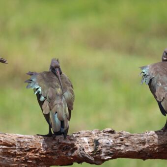 Twee Hadada Ibis vogels met mooie grijze veren en groene details zittend op een tak