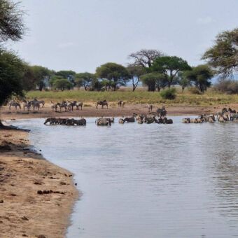 veel zebras die drinken in een waterpoel