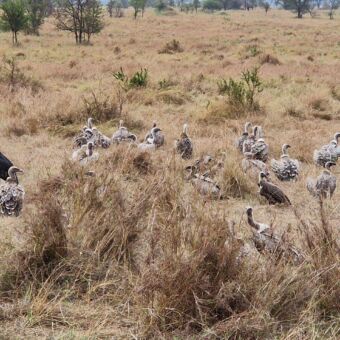 wachtende aasgieren tot de leeuwen klaar zijn