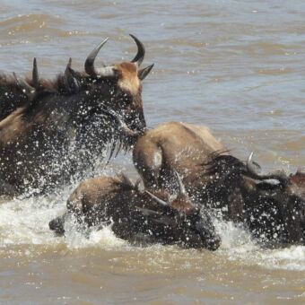 Zwemmende-gnoes-in-de-Mara-Rivier-tijdens-de-grote-Migratie