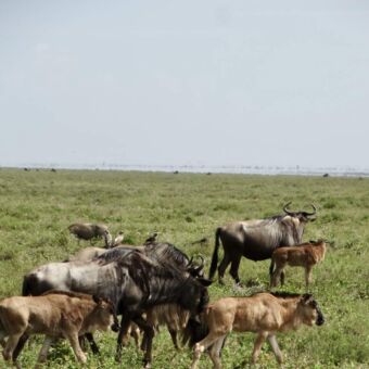 gnoes met hun kalfjes in Ndutu