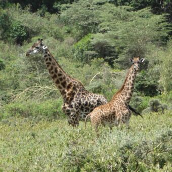 Giraffes in het hoge gras