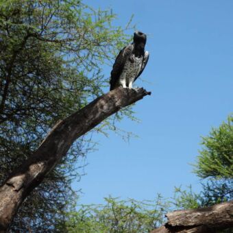 Havik op een boomstam