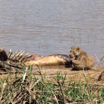 Leeuwin aand rand van rivier etend van een nijlpaard kadaver