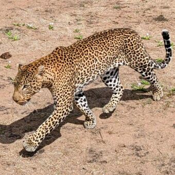 Luipaard die dicht langs de auto loopt