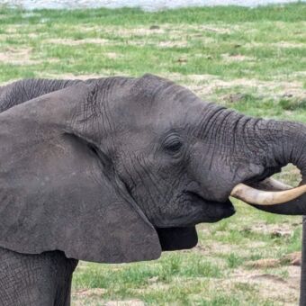 Olifant die water drinkt met zn slurf