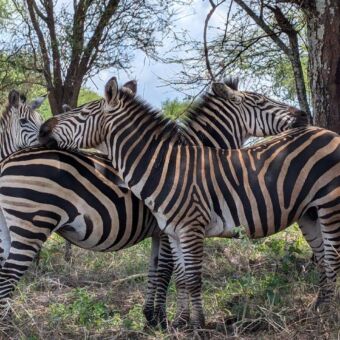 Zebra's in de schaduw van de bomen in Tarangire Tanzania