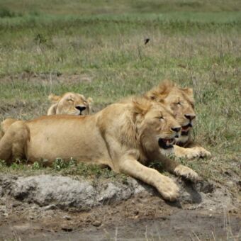drie jonge mannetjesleeuwen